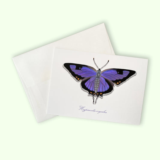 CO Hairstreak Butterfly - Greeting Card