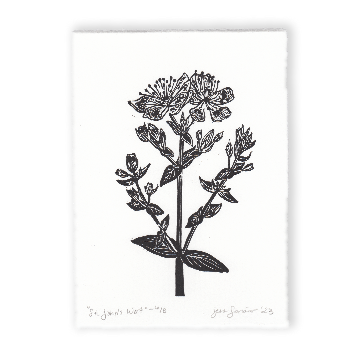 St. John's Wort Linocut Print
