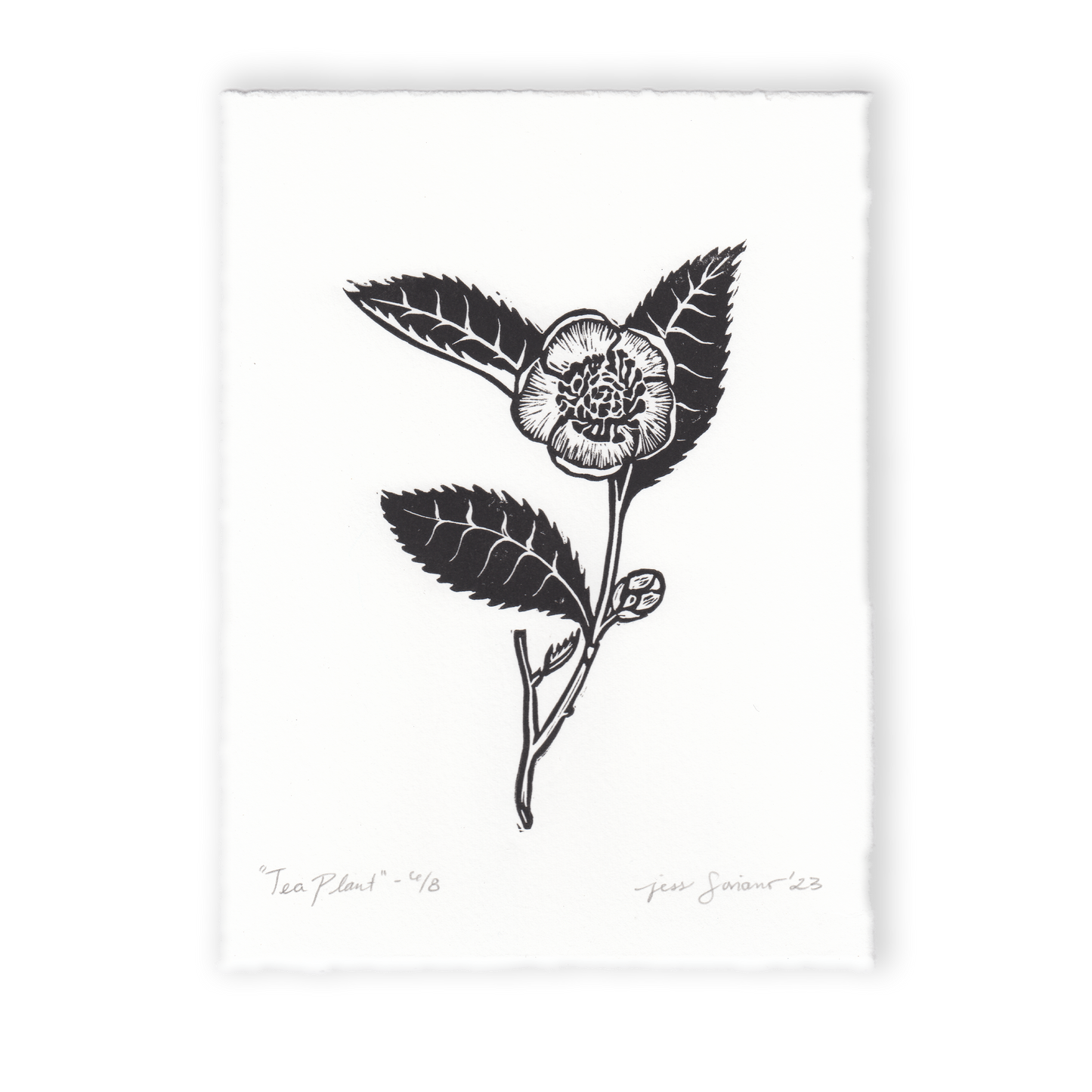 Tea Plant Linocut Print