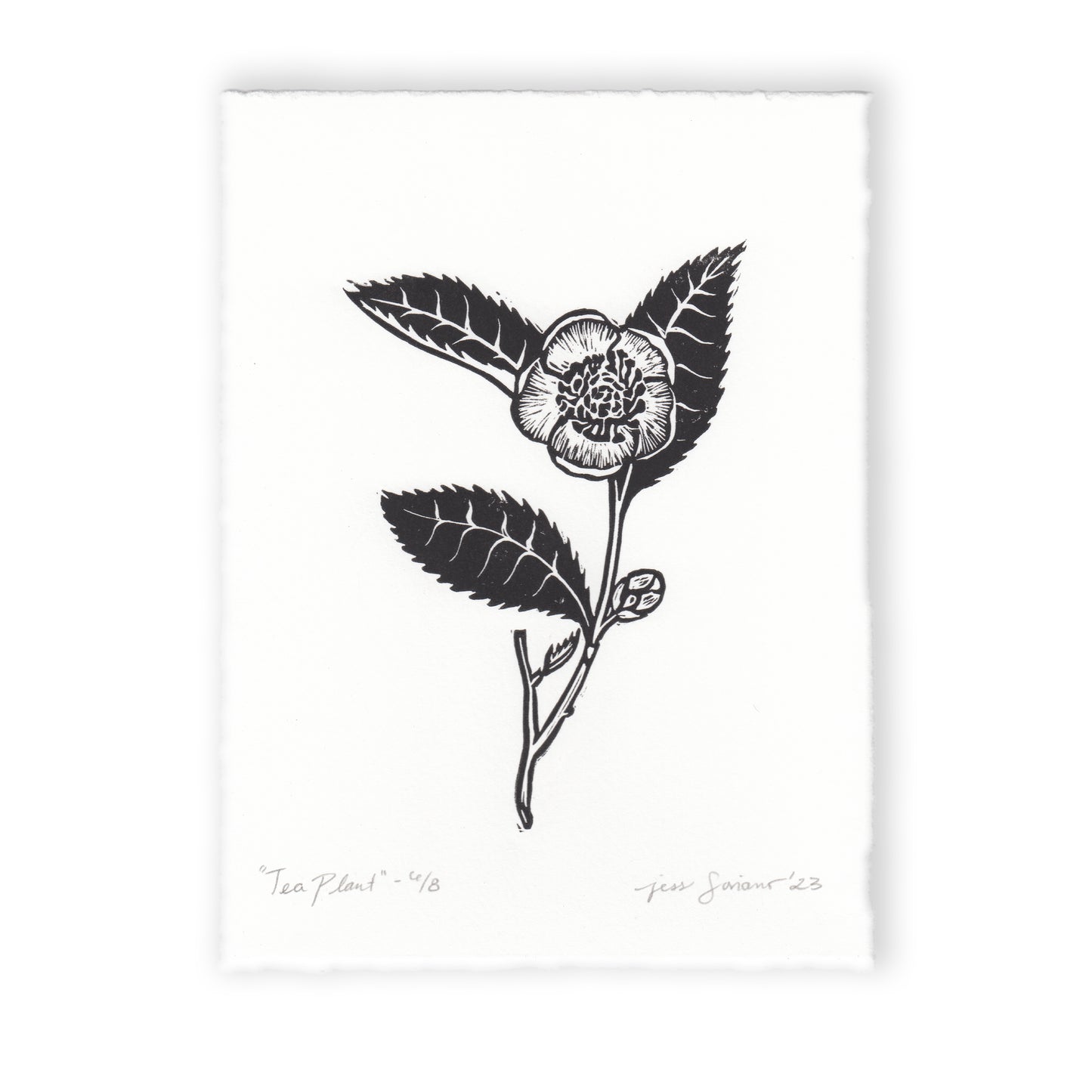 Tea Plant Linocut Print