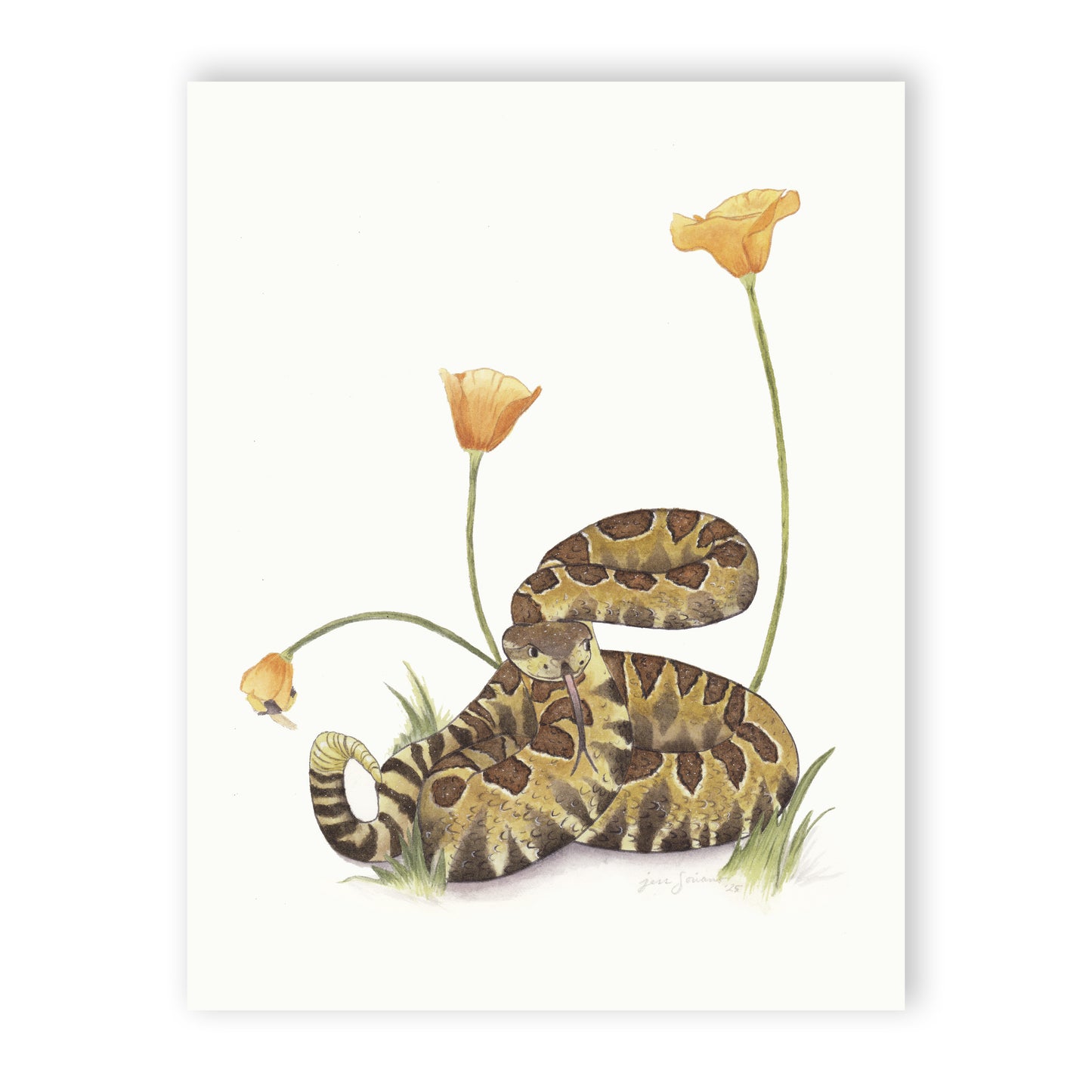 Northern Pacific Rattlesnake Watercolor Giclée Print
