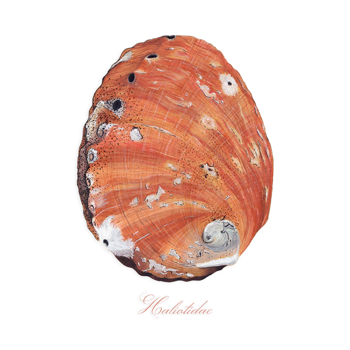 Abalone Shell Giclée Print