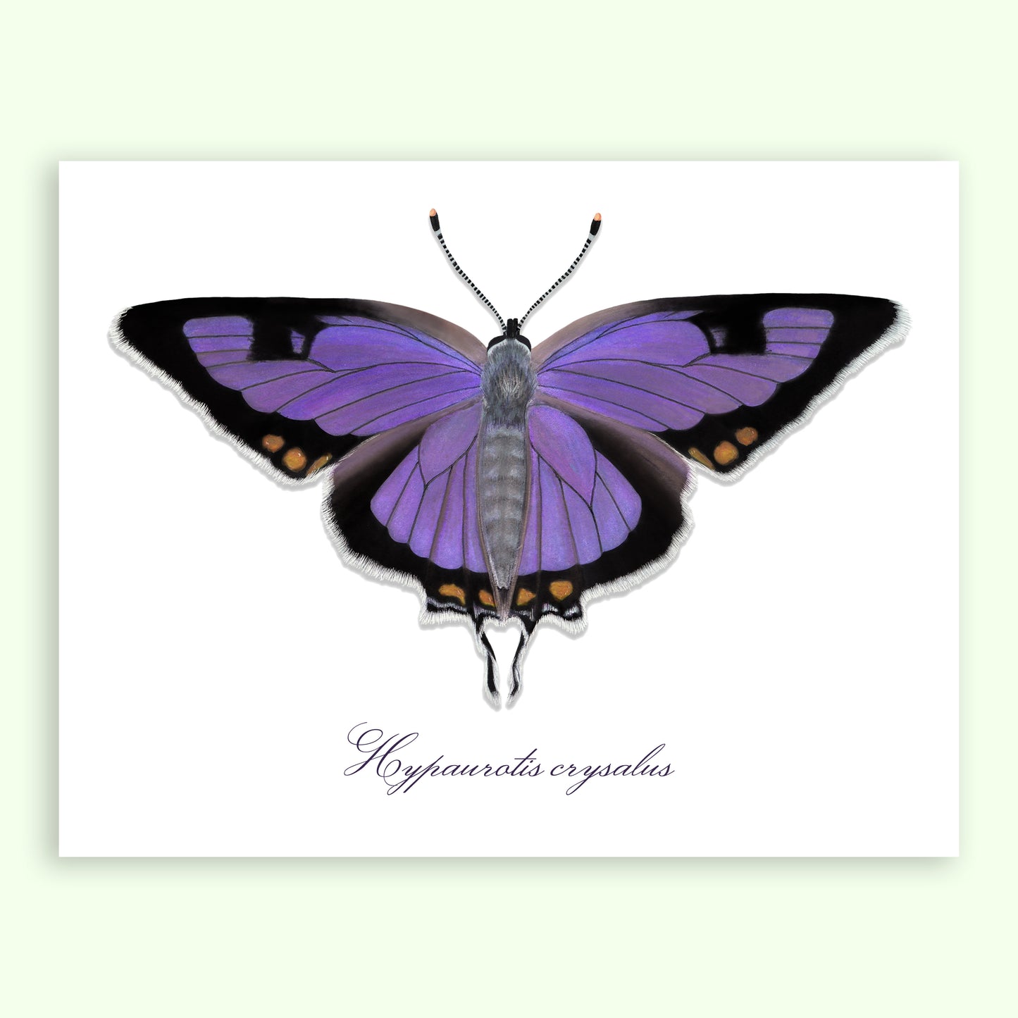 Colorado Hairstreak Giclée Print