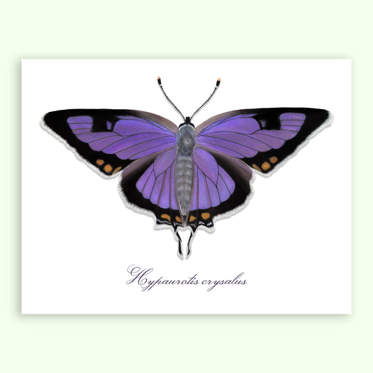 Colorado Hairstreak Giclée Print