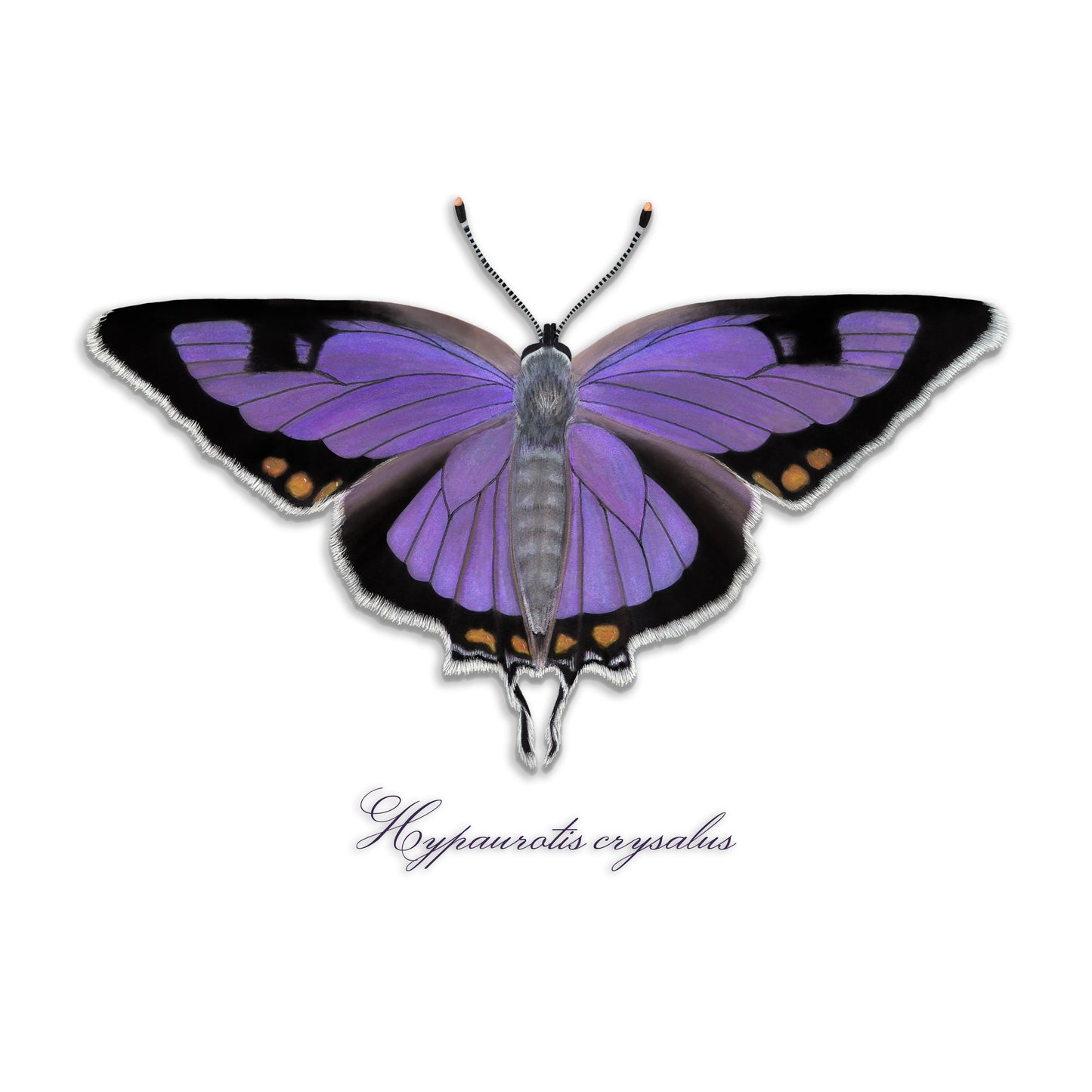 Colorado Hairstreak Giclée Print