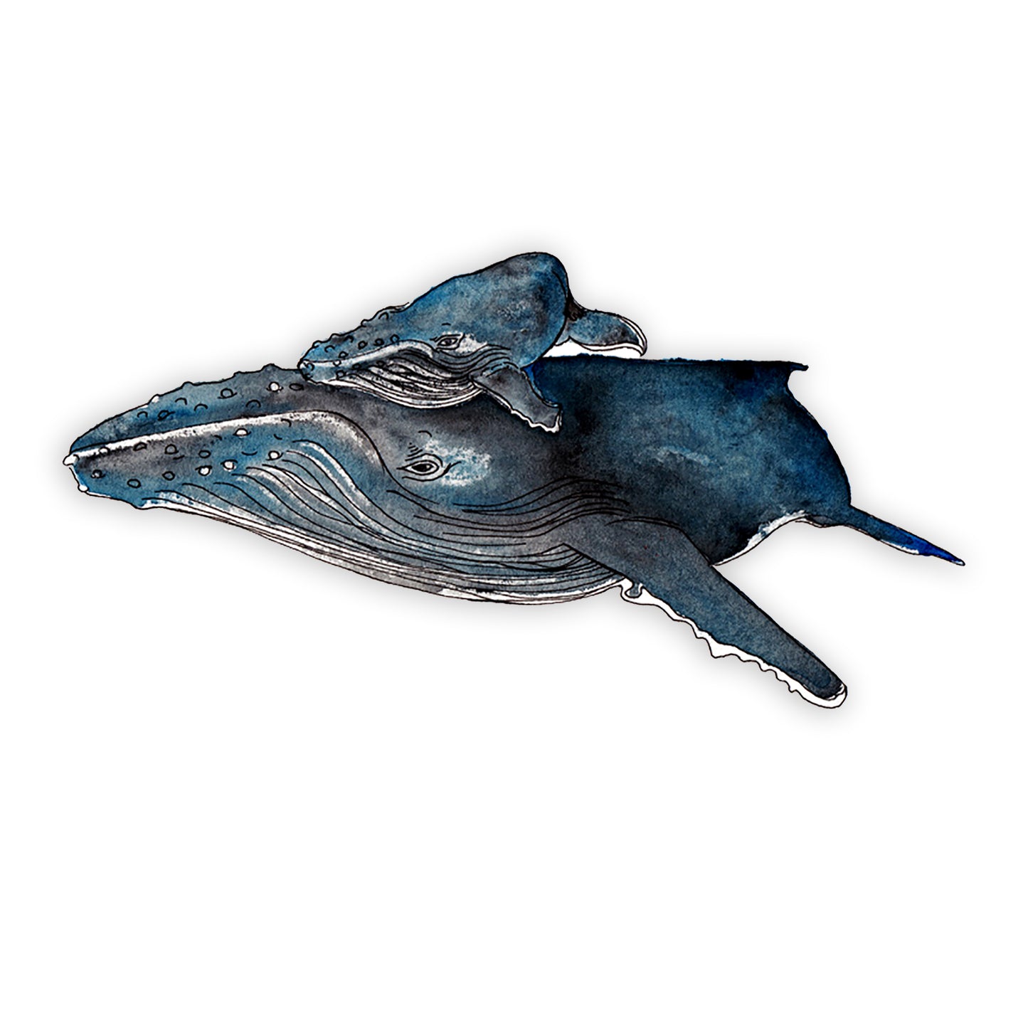 Family First: Humpback Whale and Calf Giclée Print