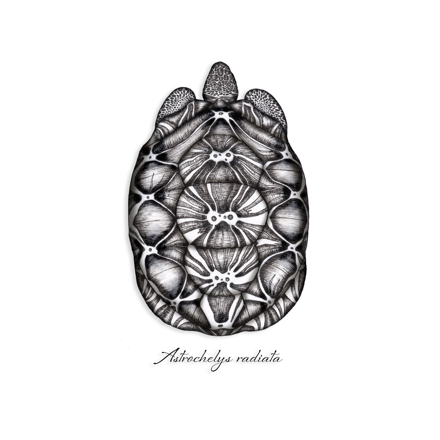 Radiated Tortoise Sticker