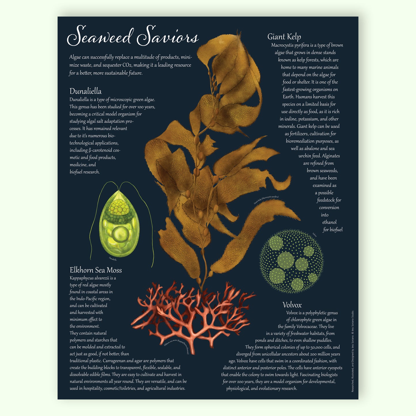 Seaweed Saviors Poster