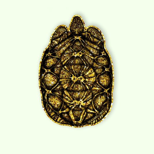 Radiated Tortoise Sticker