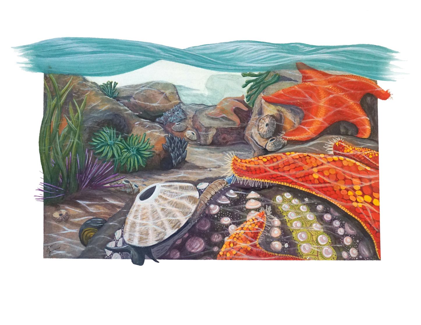 Tidepool Relationships: Original Framed Watercolor Piece