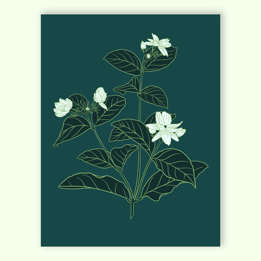 Sampaguita Print