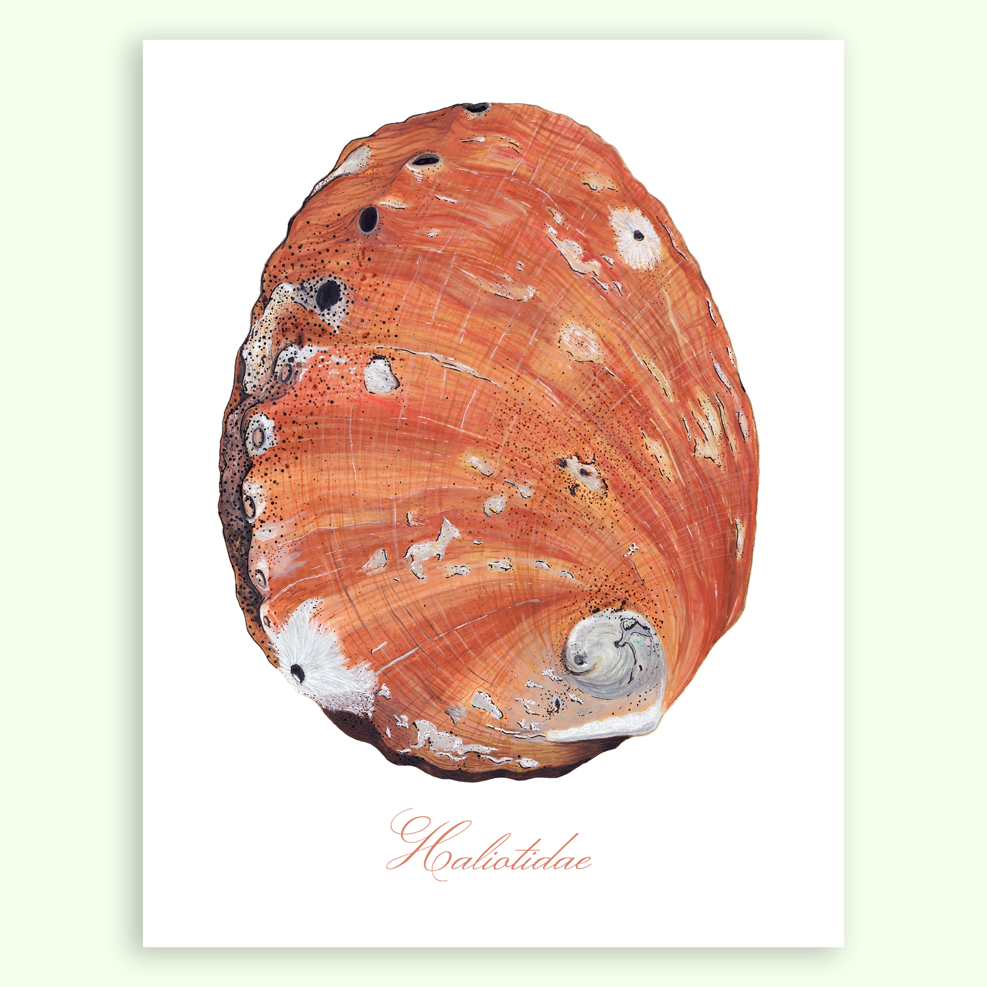 Abalone Shells Vector Abalone Shell Giclée Print – Jess Soriano Studio
