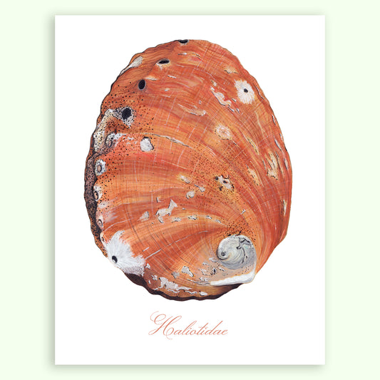 Abalone Shell Giclée Print