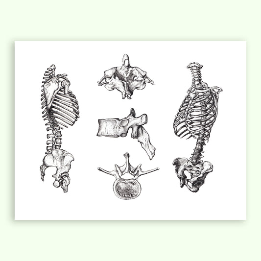 Parts of the Spine Science Illustration Giclée Print