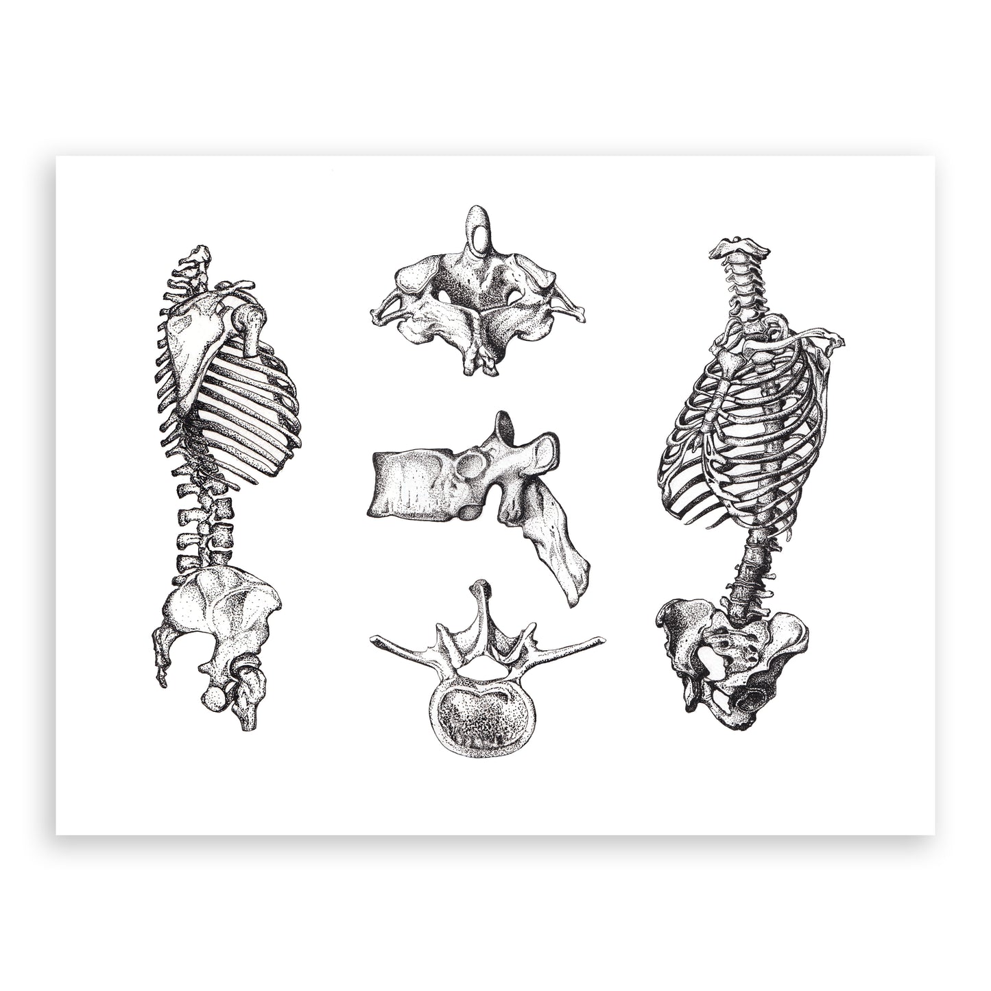 Parts of the Spine Science Illustration Giclée Print