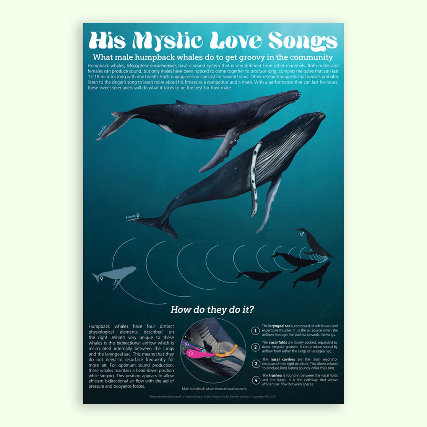 His Mystic Love Songs: The Research Behind Humpback Whale Sound Production Poster