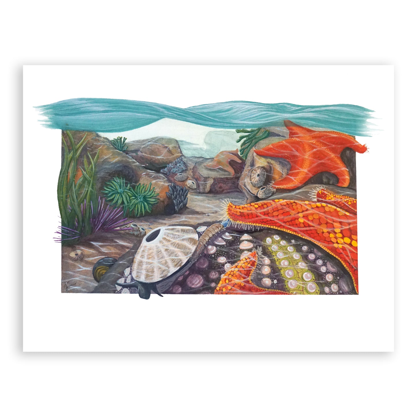 Tidepool Relationships Giclée Print