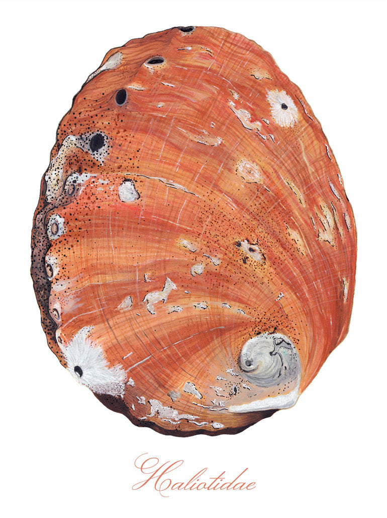 Abalone Shell Giclée Print